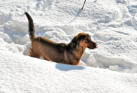 IJsvorming tussen de tenen kan pijnlijk zijn voor een hond, met sneeuw is het dus extra opletten. / Bron: Sulaco229, Rgbstock