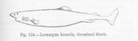 Een schets van een Groenlandse haai / Bron: Albert Gnther, Wikimedia Commons (Publiek domein)
