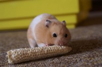 Syrische hamster / Bron: Dennis Blte, Wikimedia Commons (CC BY-SA-2.0)
