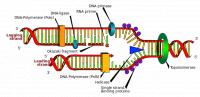 Een schematische weergave van de DNA-replicatie / Bron: LadyofHats Mariana Ruiz, Wikimedia Commons (Publiek domein)
