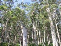 Het moessonwoud - eucalyptusbos - in Noord-Australië / Bron: Felix Andrews (Floybix), Wikimedia Commons (CC BY-SA-3.0)
