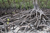 De kenmerkende takken van een mangroveboom[ / Bron: Hbieser, Pixabay