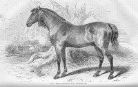 Cleveland Bay (<I>Equus ferus caballus</I>) / Bron: L. Moll & Eug. Gayot, Wikimedia Commons (Publiek domein)