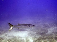 Europese barracuda (<I>Sphyraena sphyraena</I>) / Bron: Vctor Cebollada, Wikimedia Commons (CC BY-SA-4.0)