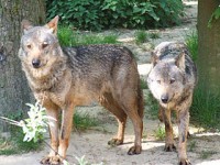 <I>Canis lupus signatus</I> (Iberische wolf) / Bron: Grard van Drunen, Wikimedia Commons (CC BY-2.0)
