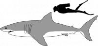 Witte haai / Bron: Kurzon, Wikimedia Commons (CC BY-SA-3.0)