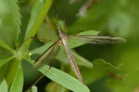<I>Tipula oleracea</I> (koollangpootmug) / Bron: James K. Lindsey, Wikimedia Commons (CC BY-SA-3.0)