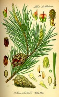 Pinus / Bron: Prof. Dr. Otto Wilhelm Thom, Wikimedia Commons (Publiek domein)