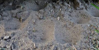 Een kolonie trechtervormige kuilen van de gewone mierenleeuwlarven