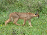Caracal in de Serengeti / Bron: Nick and Melissa Baker, Wikimedia Commons (CC BY-2.5)