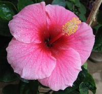 Hibiscus Rosa-chinensis / Bron: Nvineeth, Wikimedia Commons (CC BY-SA-3.0)