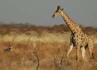 Giraffe / Bron: GIRAUD Patrick, Wikimedia Commons (CC BY-2.5)