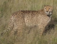 Cheetah in Namibië / Bron: Falense, Wikimedia Commons (CC BY-SA-3.0)