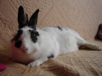 Een ontspannen konijn / Bron: Orlica, Wikimedia Commons (Publiek domein)