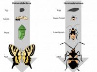 Vormen van metamorfose bij insecten / Bron: Username1927, Wikimedia Commons (CC BY-SA-4.0)