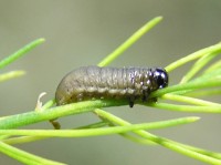 Een larve van het aspergehaantje / Bron: Beentree, Wikimedia Commons (GFDL)