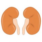 Werking en functie van de nieren