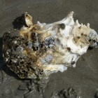 Triploïde oesters: wat zijn het en waarom is er kritiek op?