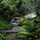 Het bioom tropisch bos: de drie verschillende soorten