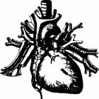 Het menselijk hart: functie, werking en ontwikkeling