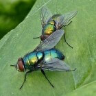 De blauw- of groengekleurde vleesvliegen