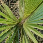De Trachycarpus Fortunei: palm in Nederlandse tuin