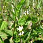 Het geelhartje (Linium catharticum) heeft kleine bloemen