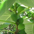 Mediterrane balkonplanten: vijgenboompje (Ficus carica)