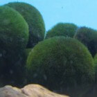Marimo mosbollen, echte blikvangers van groenwier