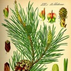 Dennenboom of Pinus - leverancier van voedsel, hout, hars