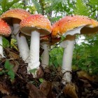 Giftige paddenstoelen: symptomen van vergiftiging