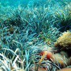 Posidonia oceanica: zeegrasvelden in de Middellandse Zee