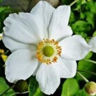 De herfstanemoon Anemone × hybrida Honorine Jobert