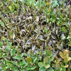 Oorzaken van bruin afvallend blad bij buxushaag of sierbuxus
