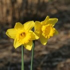 De paasbloem of narcis in de lente: verzorging en soorten