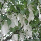 De zakdoekenboom of vaantjesboom met witte schutbladeren