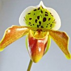 Orchidee het venusschoentje (Paphiopedilum gratrixianum)