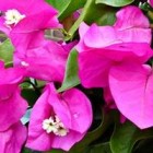 De mediterrane Bougainvillea in Nederland en België