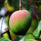 Eenvoudig een mangoboom kweken uit een pit