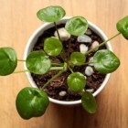 Pannenkoekplant: verzorgen en stekken