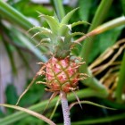 Ananasplant: verzorgen en stekken van de bromelia sierananas