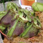 Cephalotus: vleesetende Australische bekerplant