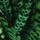 Calathea, kamerplant met een bonte bladerpracht