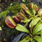 De venusvliegenvanger - Dionaea muscipula