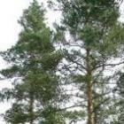 Grove den, Pinus sylvestris