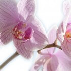 Orchideeën: onderhoud en verzorging