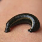 Ongewervelde dieren - Ringwormen