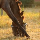 Krachtvoer voor paarden zonder veel suikers en zetmeel