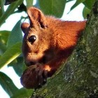 De rode eekhoorn in Nederland het jaar door