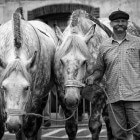 De Percheron – een legerpaard uit vervlogen dagen